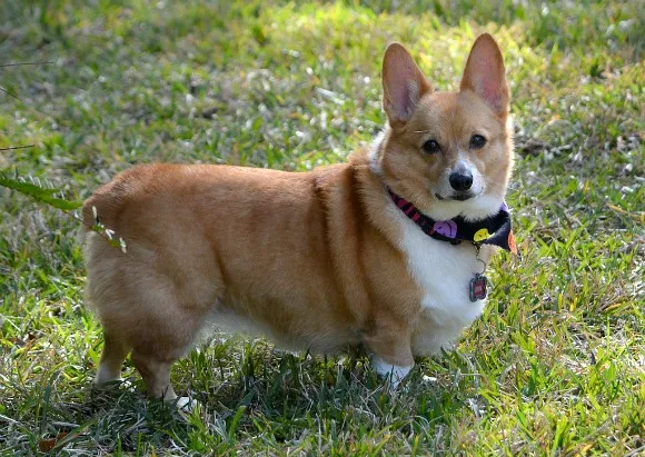 Corgi hiking