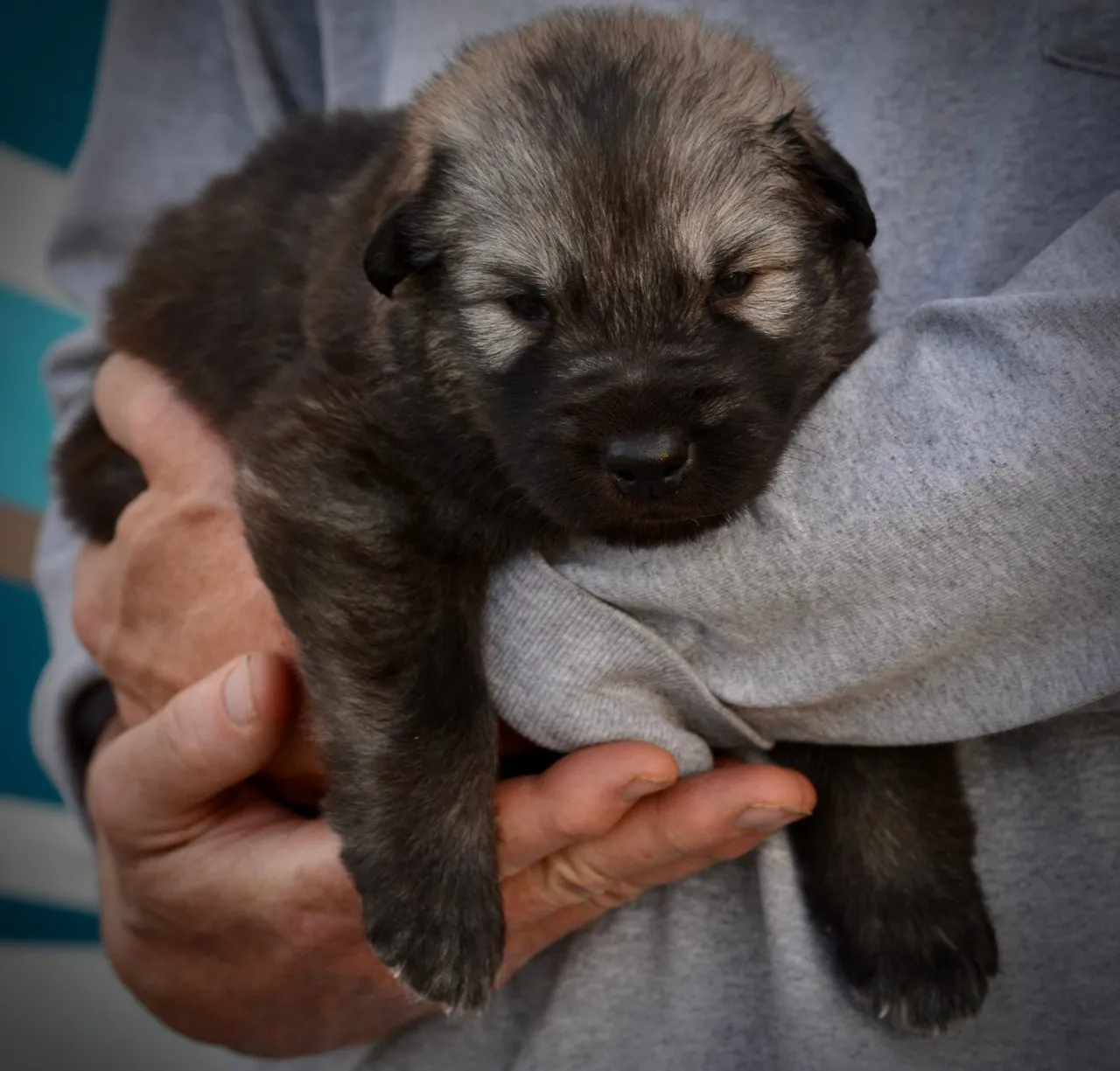 Creature at 3 weeks old displaying his calm demeanor