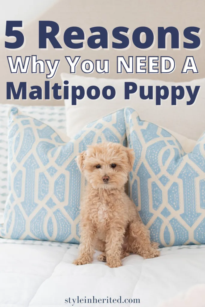 Cute apricot Maltipoo puppy sitting on a bed