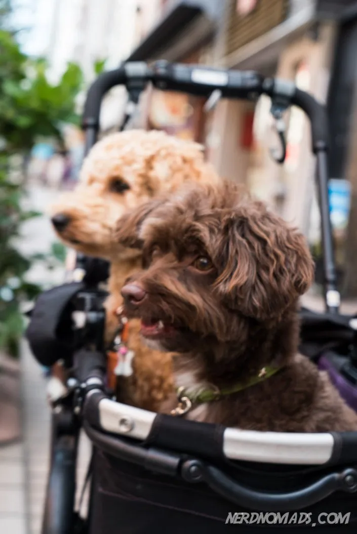 Cute dogs in Japan