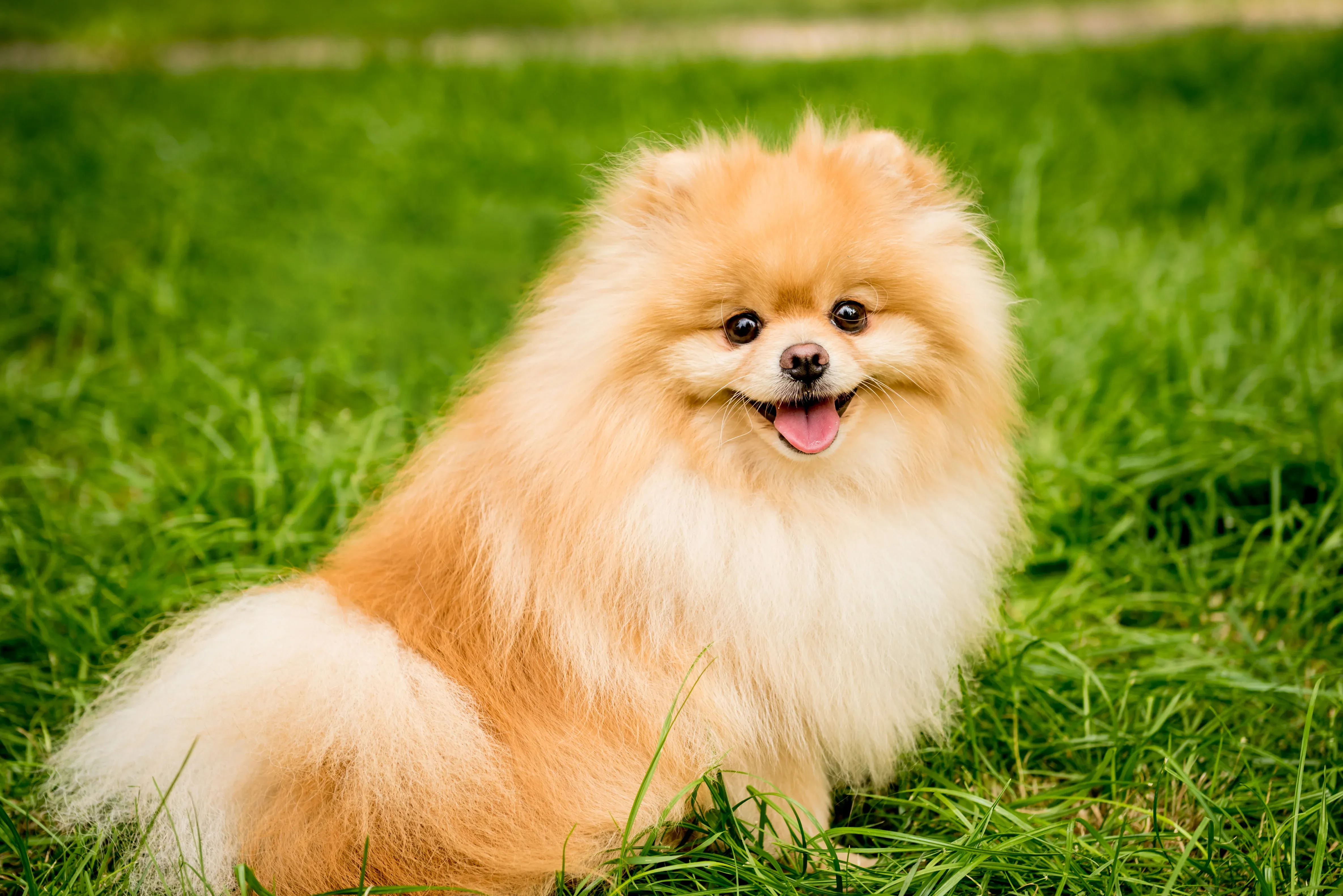 Cute Pomeranian in a park