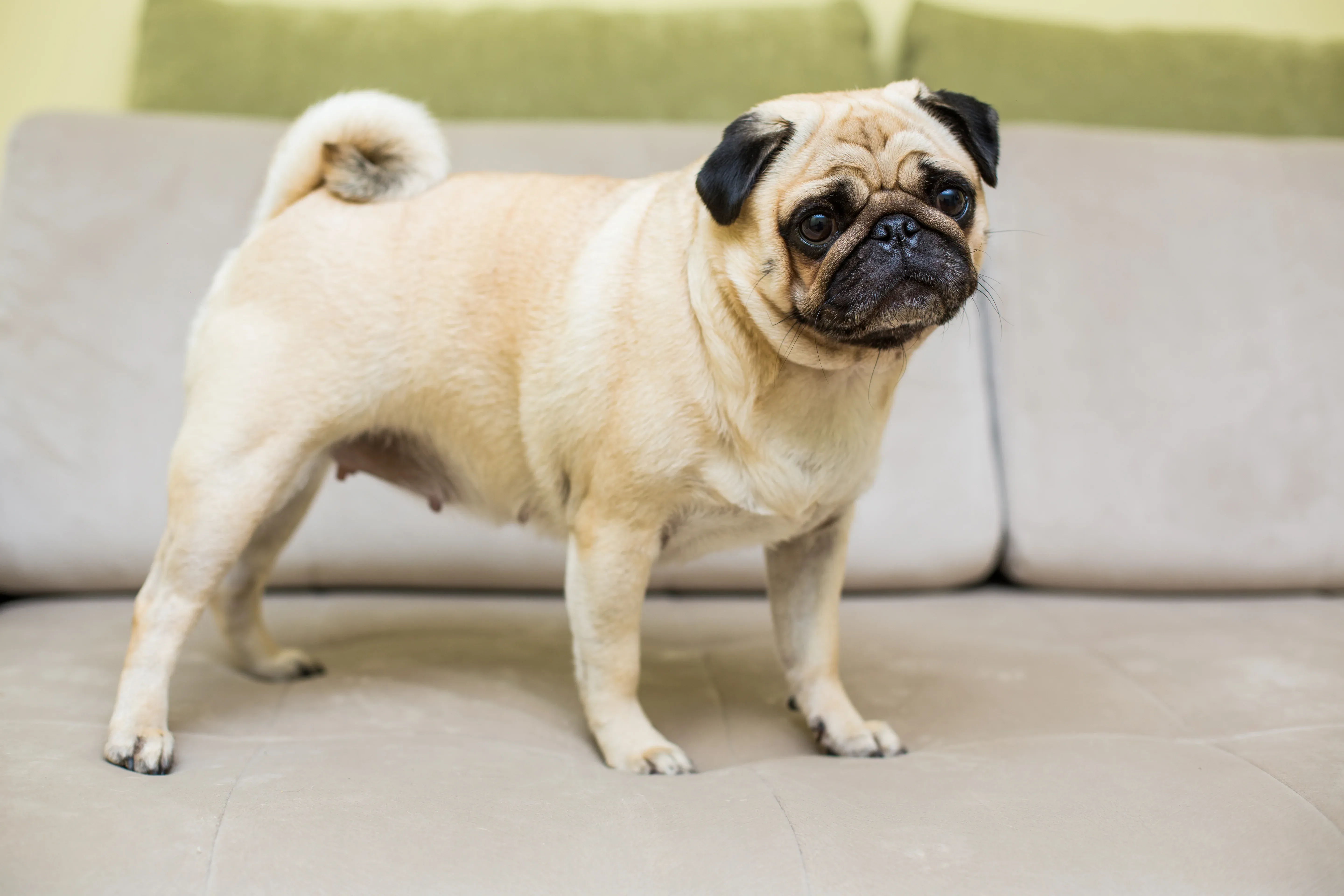 Cute Pug relaxing on couch at home
