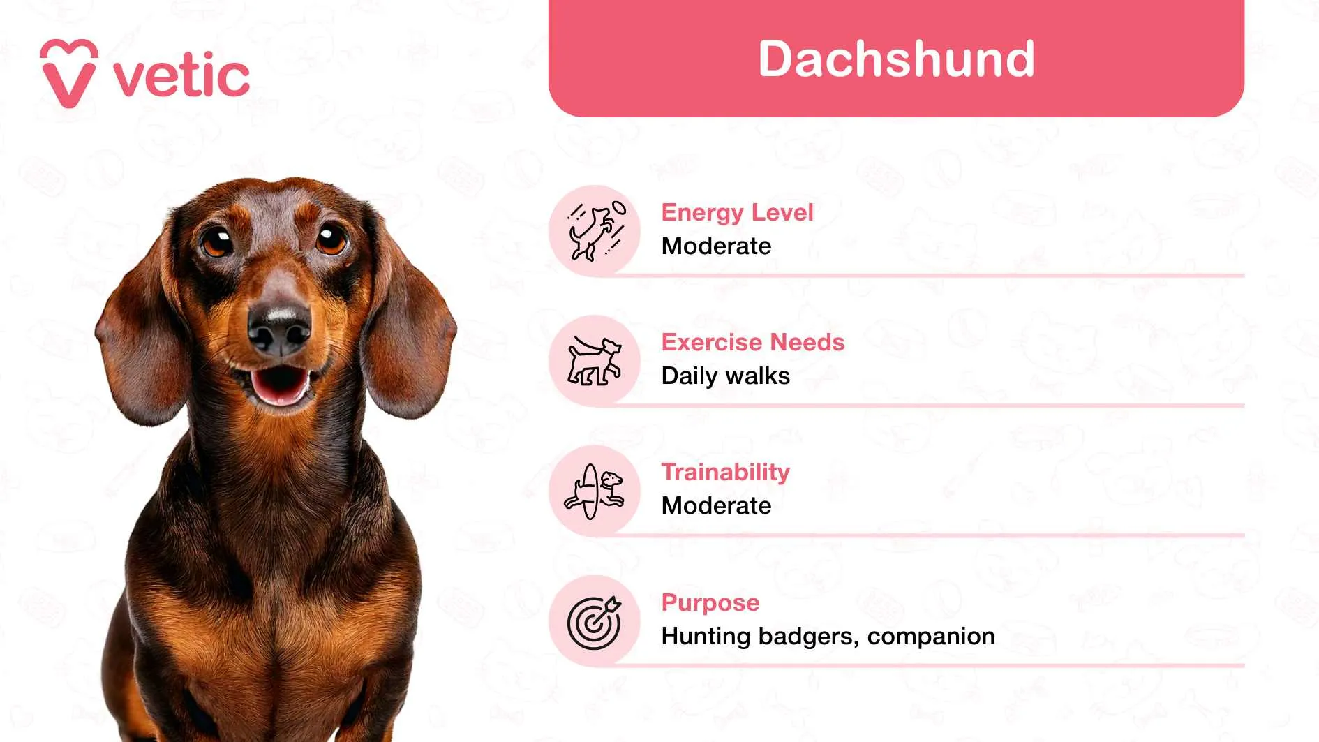 Dachshund, cherished as a family and kid-friendly dog breed in India, due to its playful and affectionate temperament.