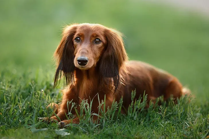 Dachshund resting peacefully in green grass with a gentle sunlit background.