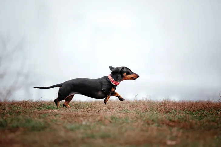 Dachshund running in a field.