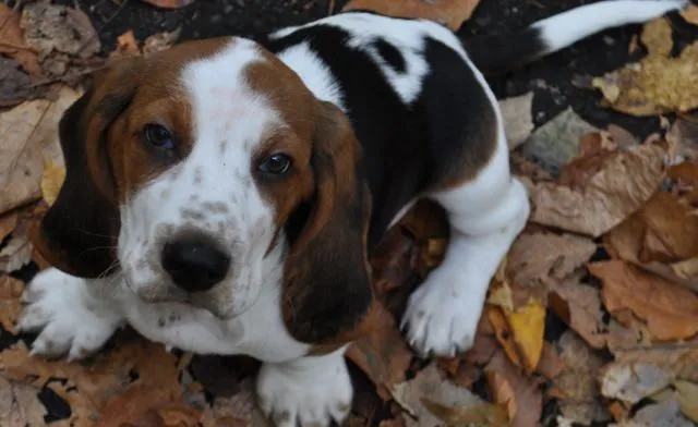 Dash at 10 weeks, a basset hound puppy on Halloween