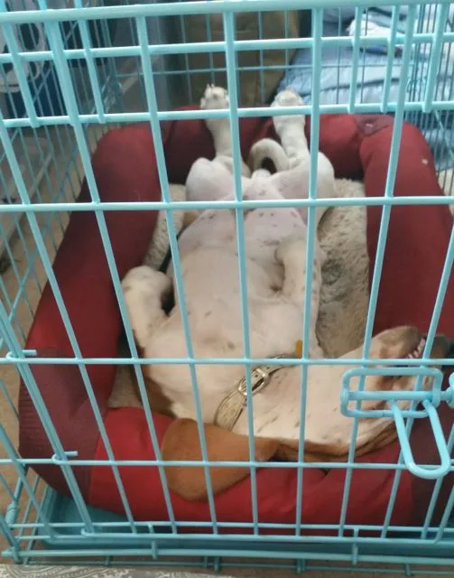 Dash the Basset Hound sleeping comfortably in his crate