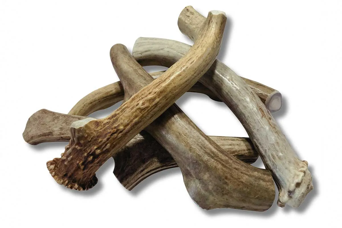 Deer Antlers for French Bulldogs