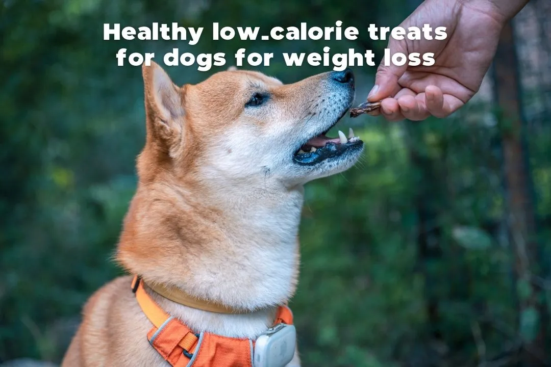 Delicious and healthy low-calorie treats for dogs, perfect for managing weight and promoting overall well-being
