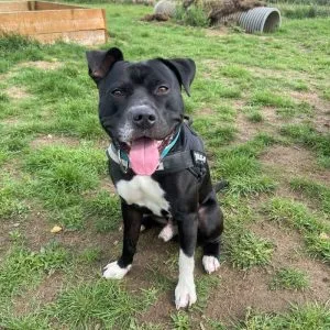 Dexter, playful pup eager for his forever home