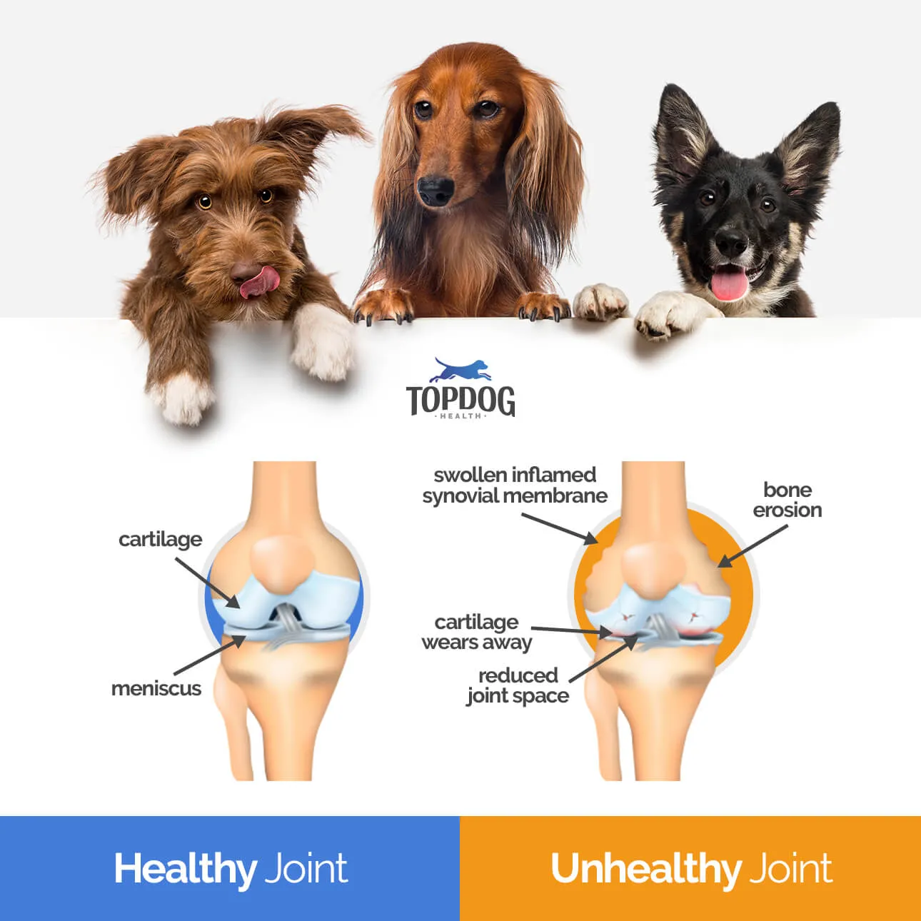 Diagram illustrating a healthy canine joint versus an unhealthy, arthritic joint
