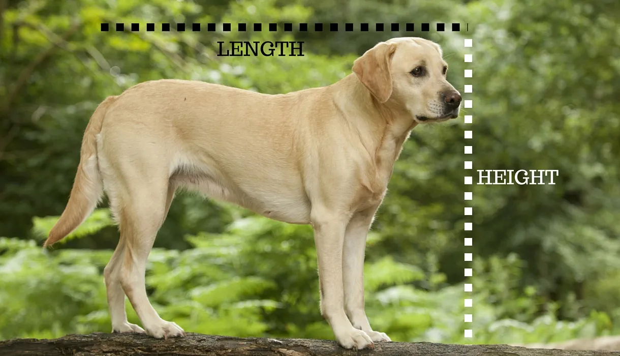 Diagram illustrating how to measure a dog for crate sizing