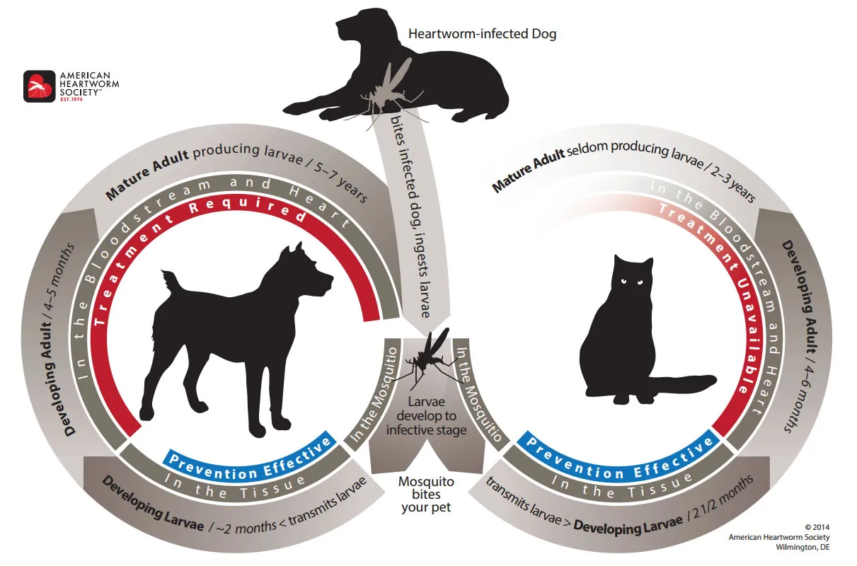 Diagram illustrating the complete life cycle of heartworm transmission through a mosquito