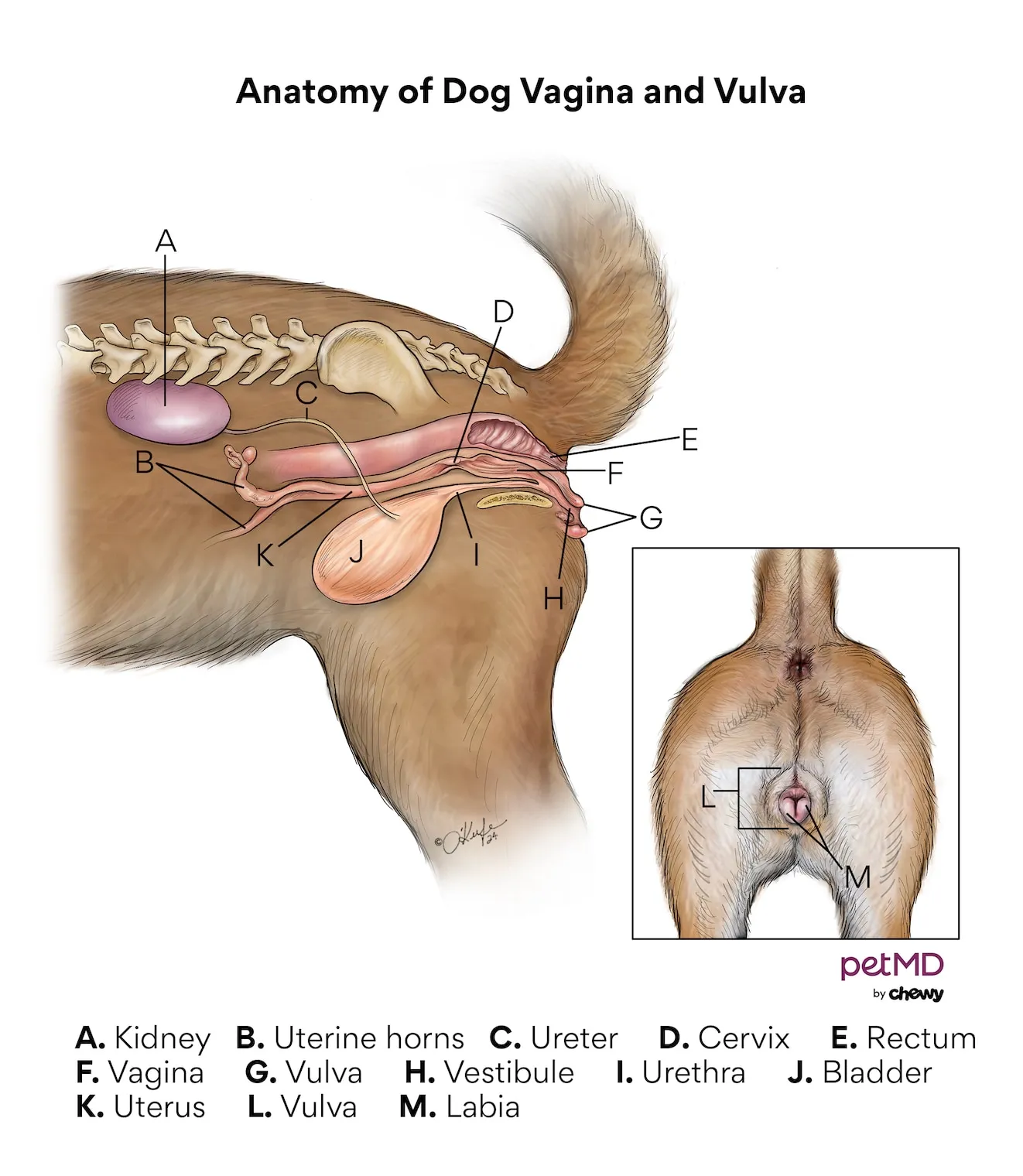 Diagram illustrating the internal and external anatomy of a female dog's reproductive system