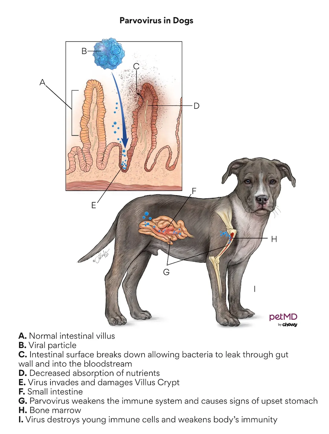 Diagram illustrating the structure of the canine parvovirus and its effect on a dog's cells