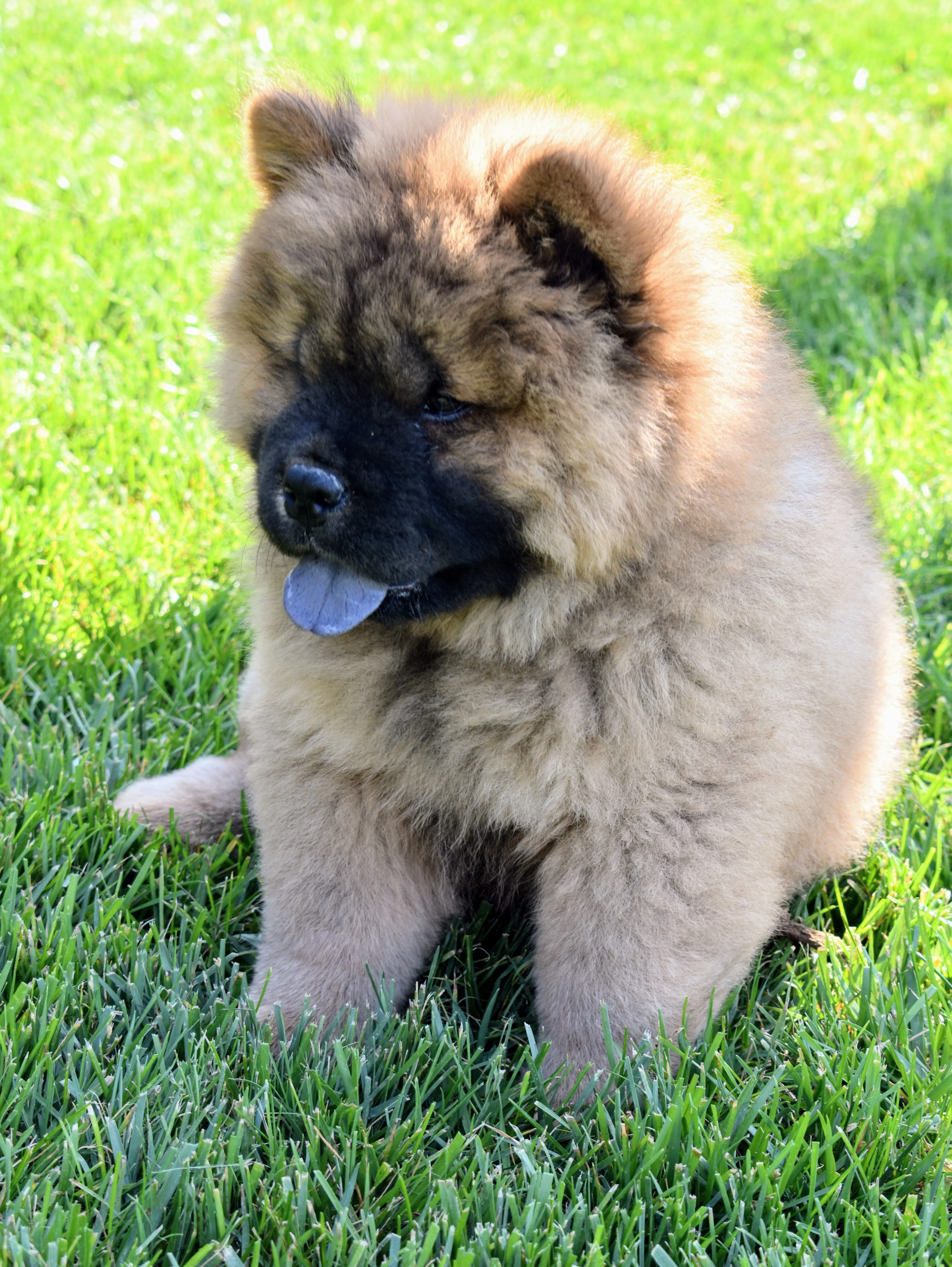 Distinctive blue-black tongue of a Chow Chow puppy