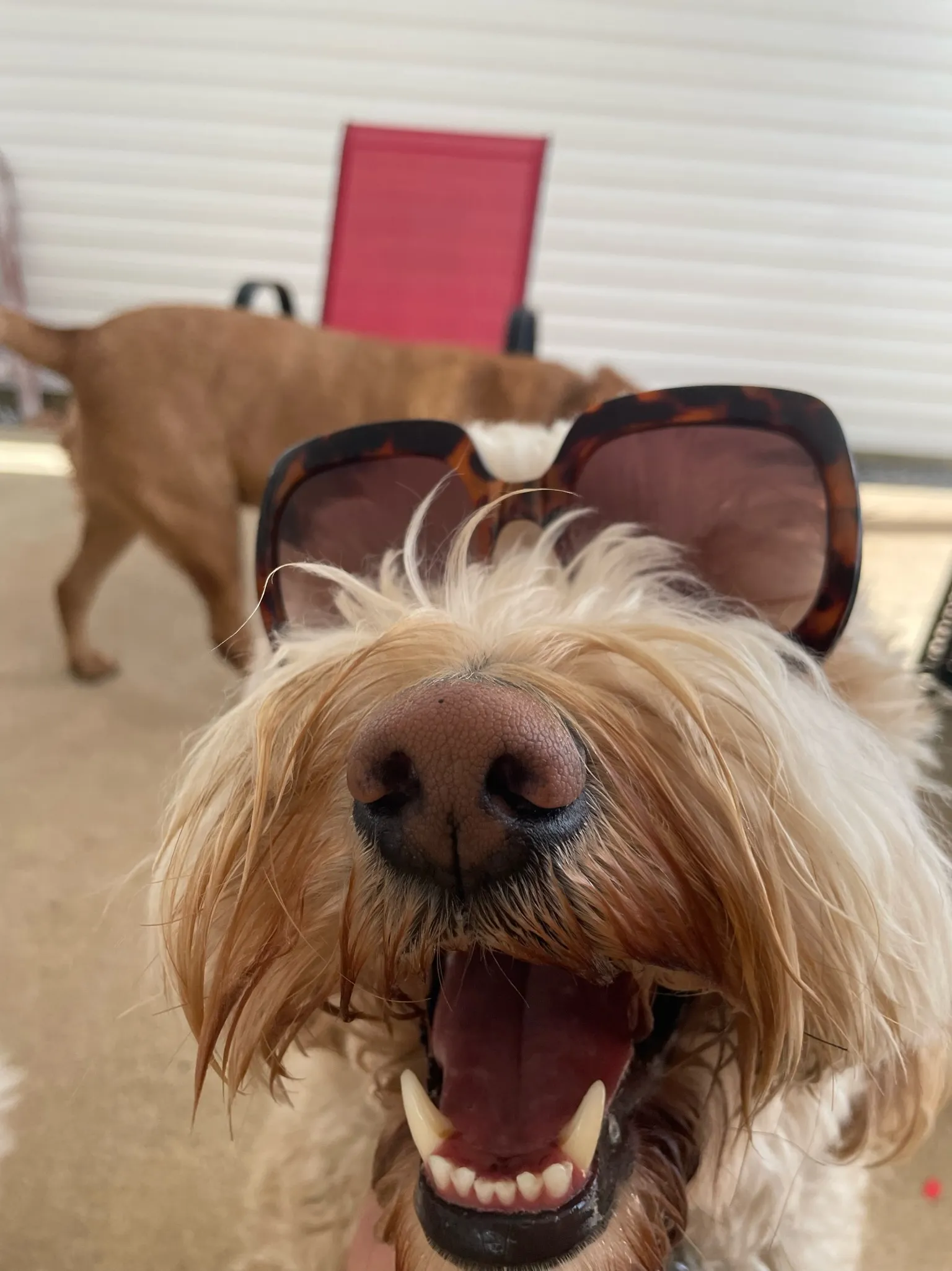 Dog at Waggles