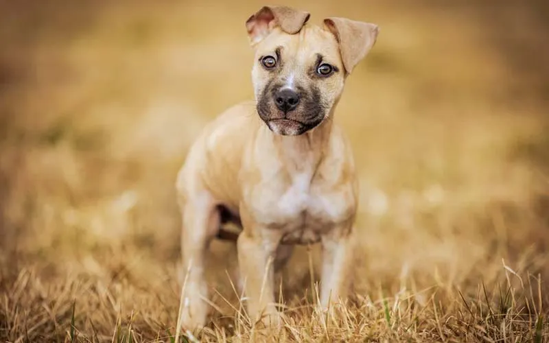 Dog barking at the door, alert and focused