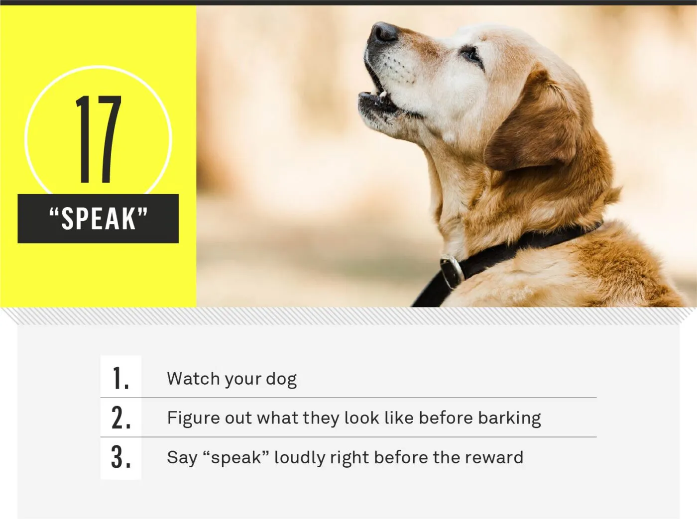 Dog barking on speak command during session