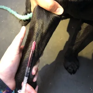 Dog blood sample