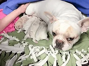 Dog Breeding Services Puppies Ultrasound Examination