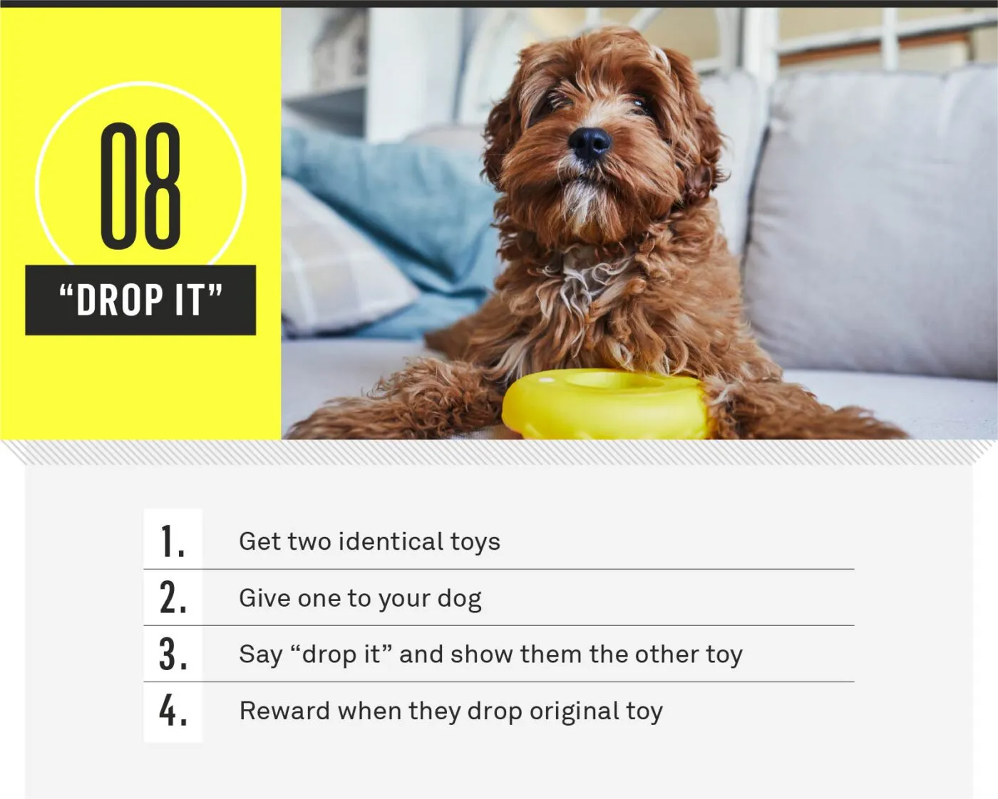 Dog dropping toy from mouth on drop it command
