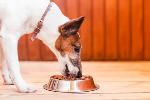 Dog eating from a food bowl, promoting good nutrition