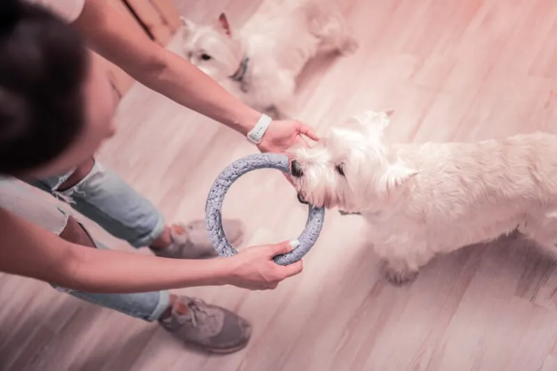 Dog engaged in energetic tug play with durable toy