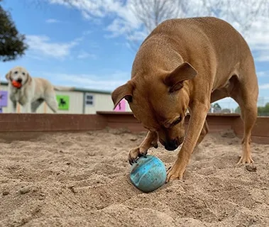 Dog enjoying a digging pit