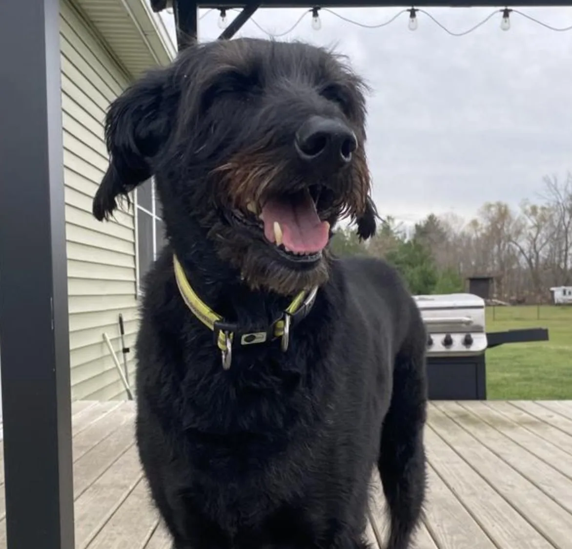 Dog enjoying Freshpet