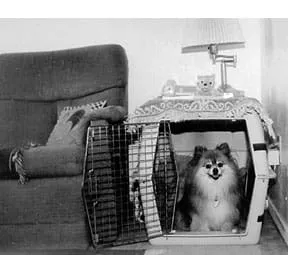 Dog entering a crate during training session