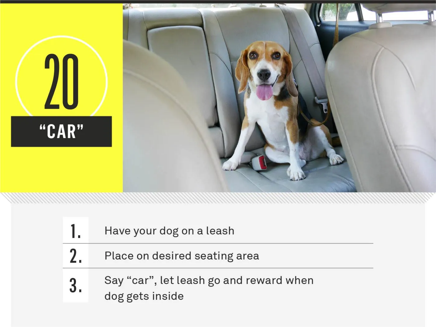 Dog entering car on command