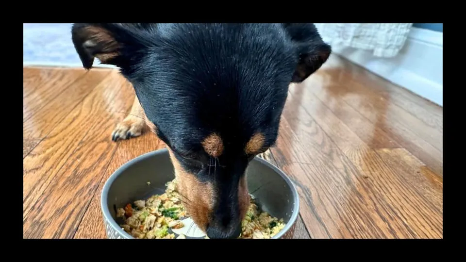 Dog food delivery service graphic showing personalized plans