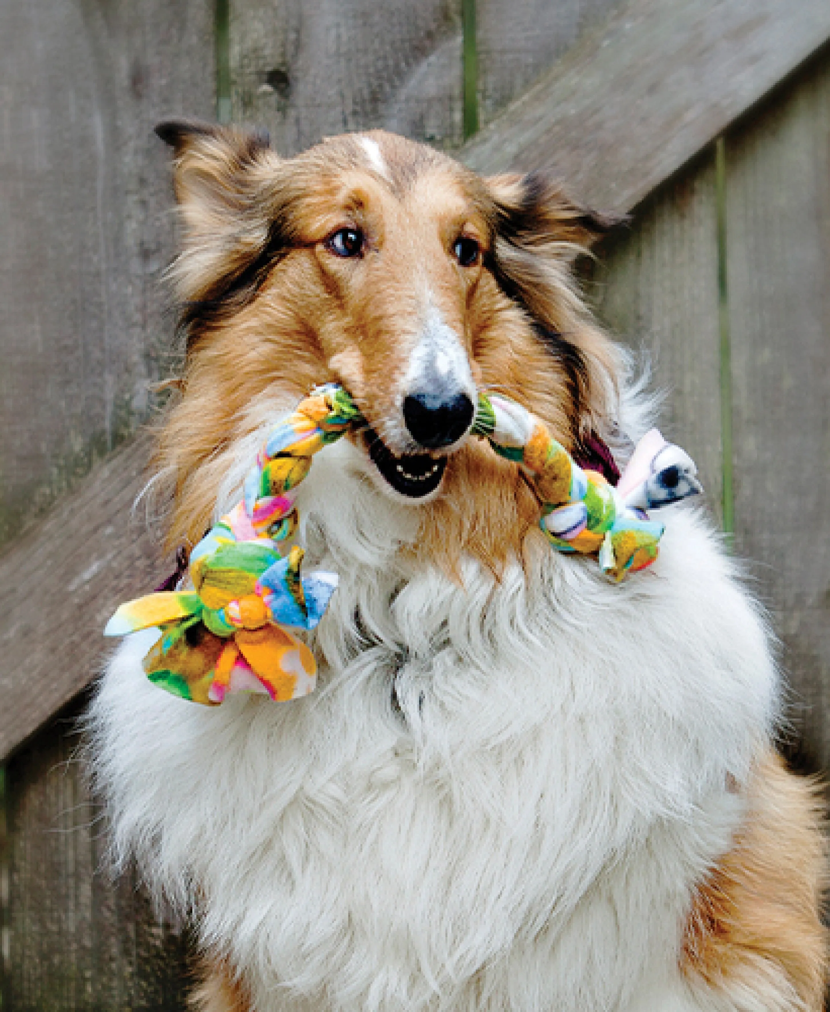 Dog holding a rope toy in its mouth in front of a fence.