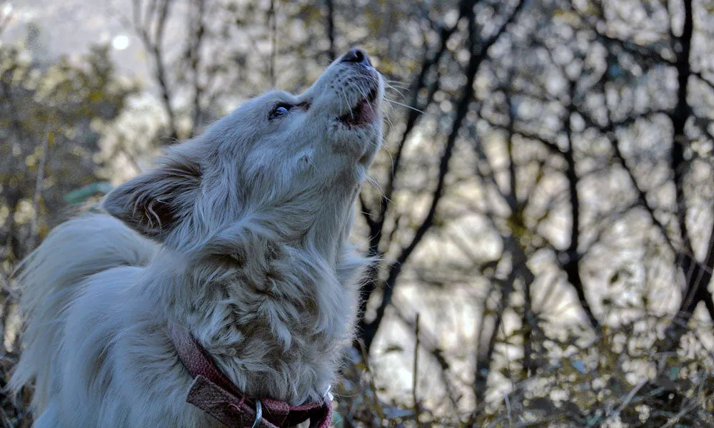 Dog Howling.