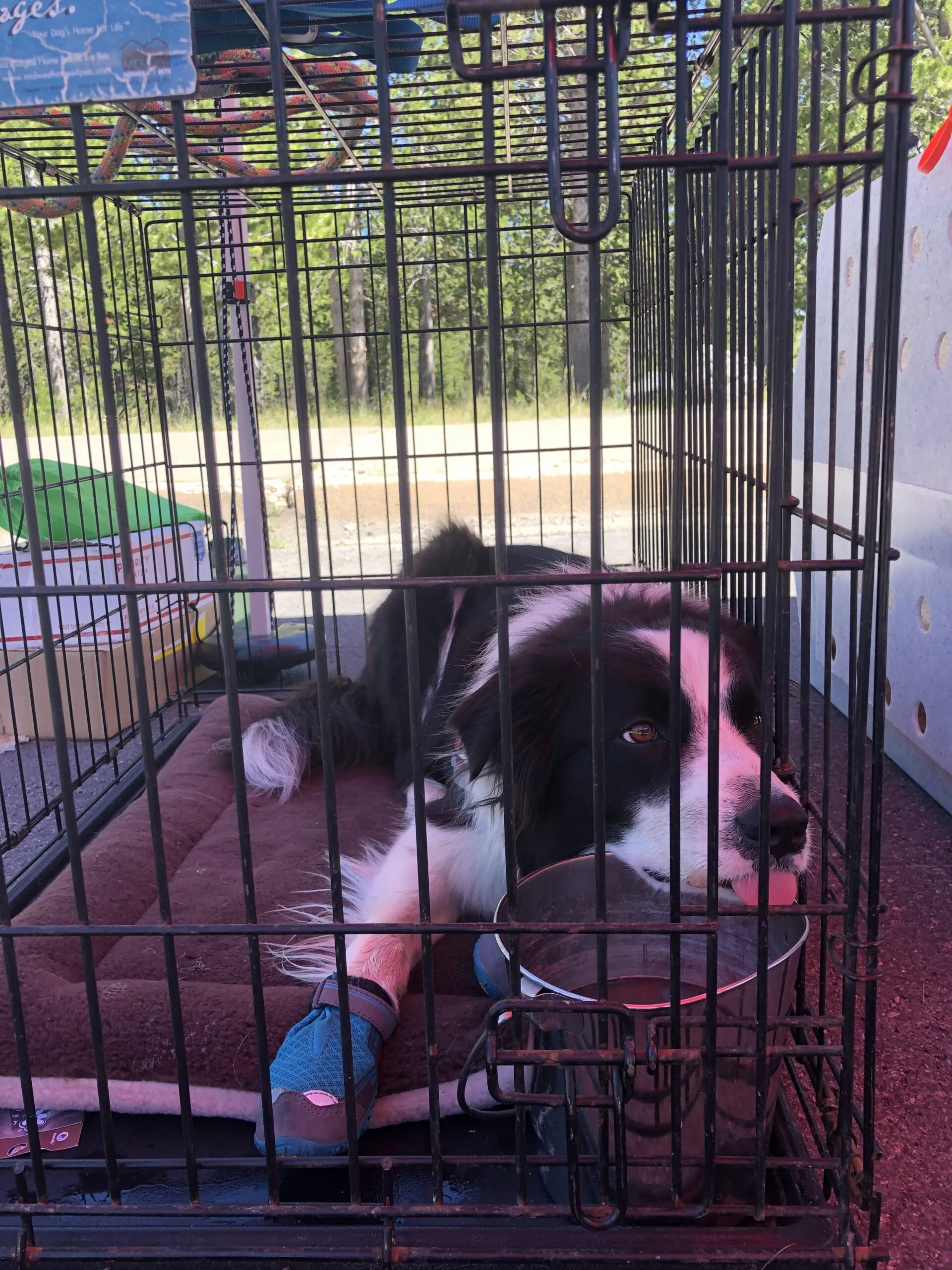 Dog in crate, ready for travel