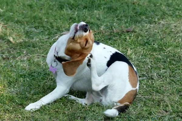 Dog in grass scratching ear with back hind leg, a sign of allergies that can be alleviated with essential fatty acid supplementation in combination with other medications.