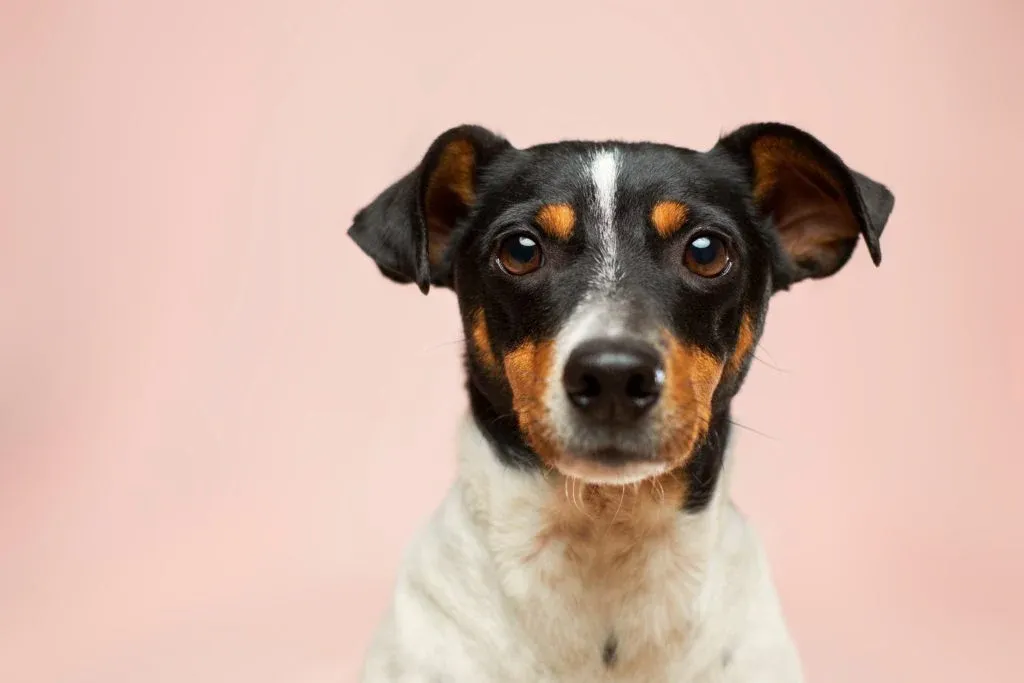 dog looking into camera