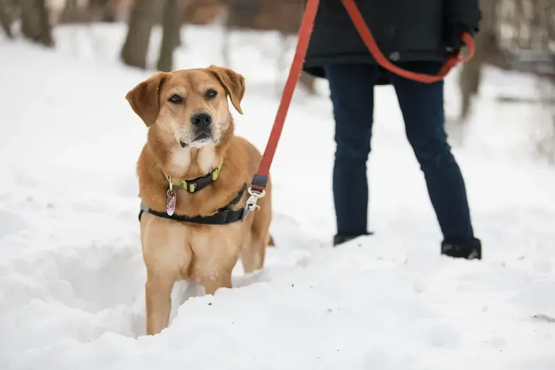 Dog looking sad with upset stomach