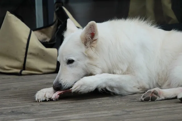 Dog looking unhappy due to an upset stomach from new supplements