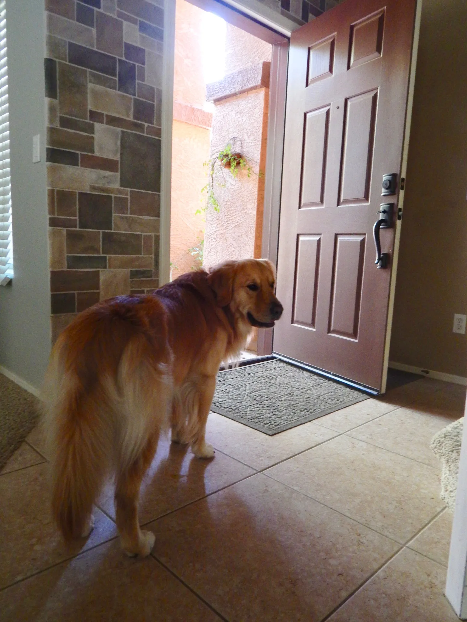 Dog Marshall training on boundaries with trainer Jaymie