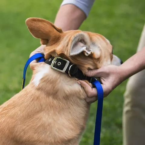 Dog owner pulling a head halter to test that it cannot come off over the dog