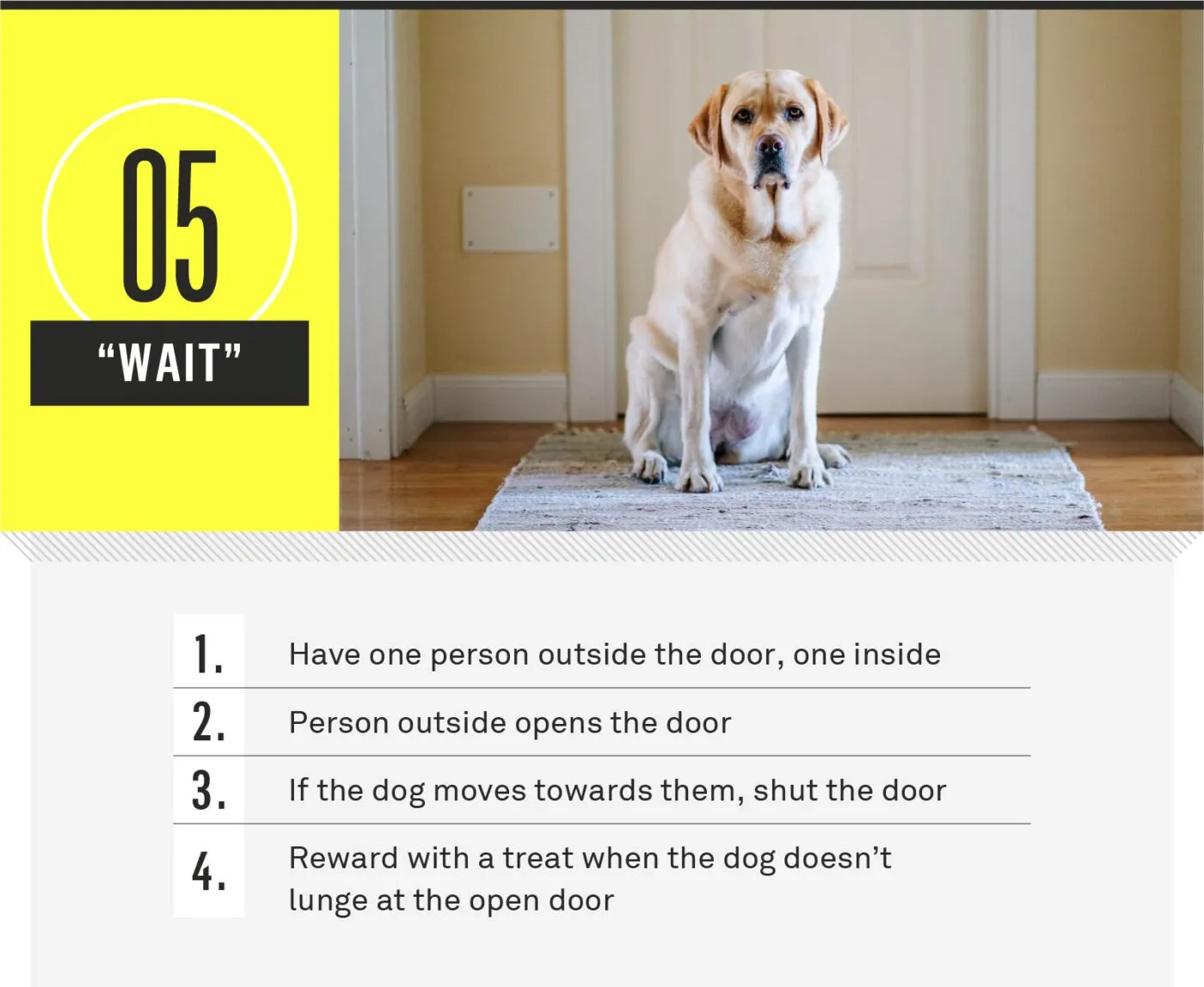 Dog pausing at door on wait command before entering