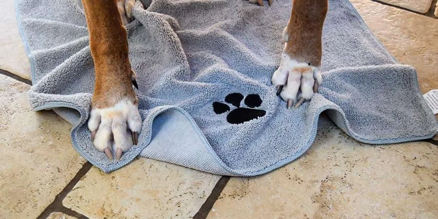 Dog paws