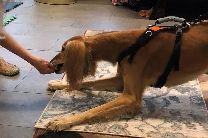 Dog performing a bow stretch pose named Pepe