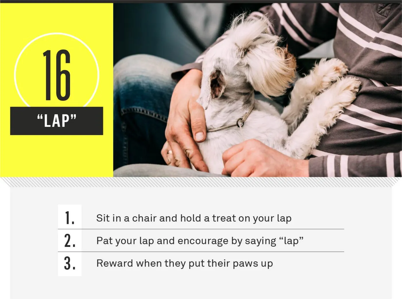 Dog placing paws in owner's lap