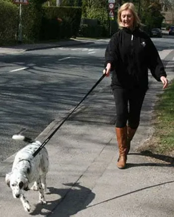 Dog Pulling Hard on the Lead