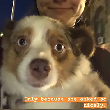 Dog refusing to walk