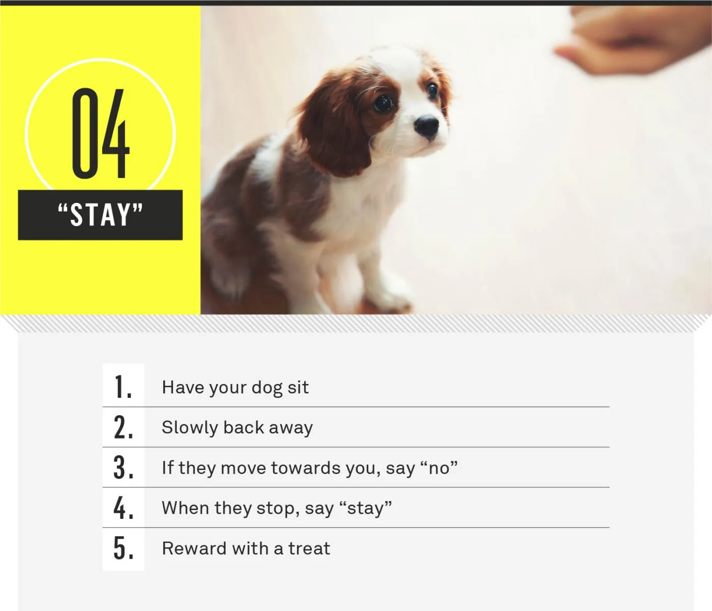 Dog remaining in stay position while owner steps back
