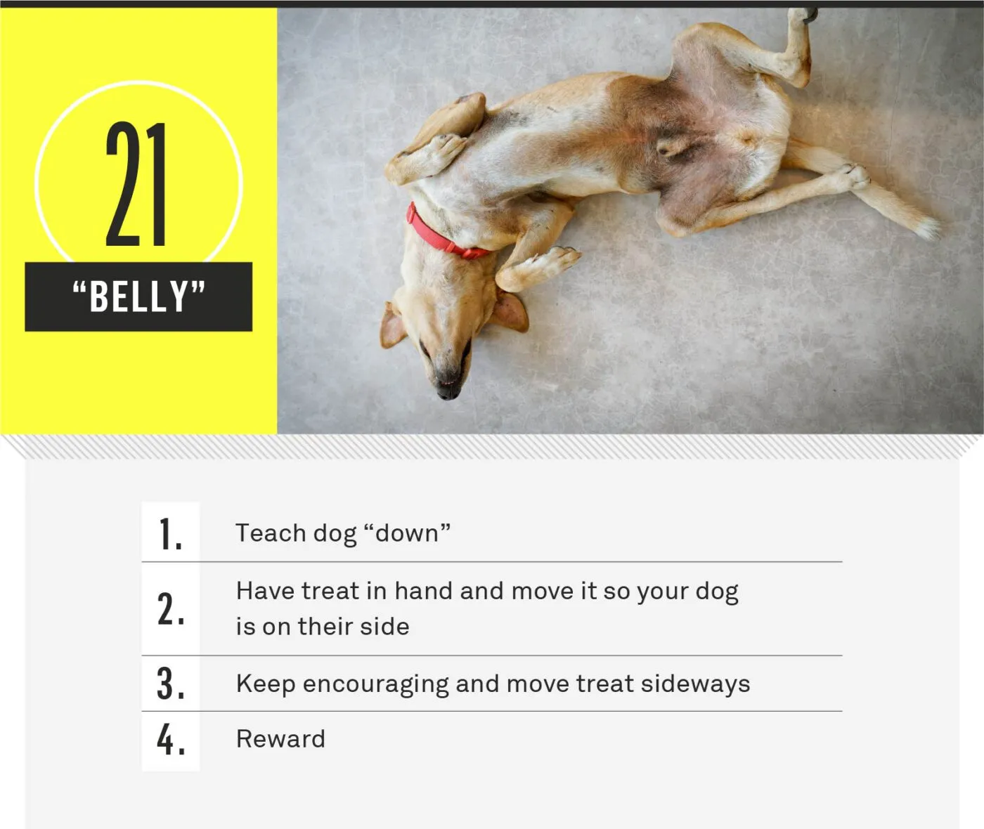 Dog rolling over exposing belly on command
